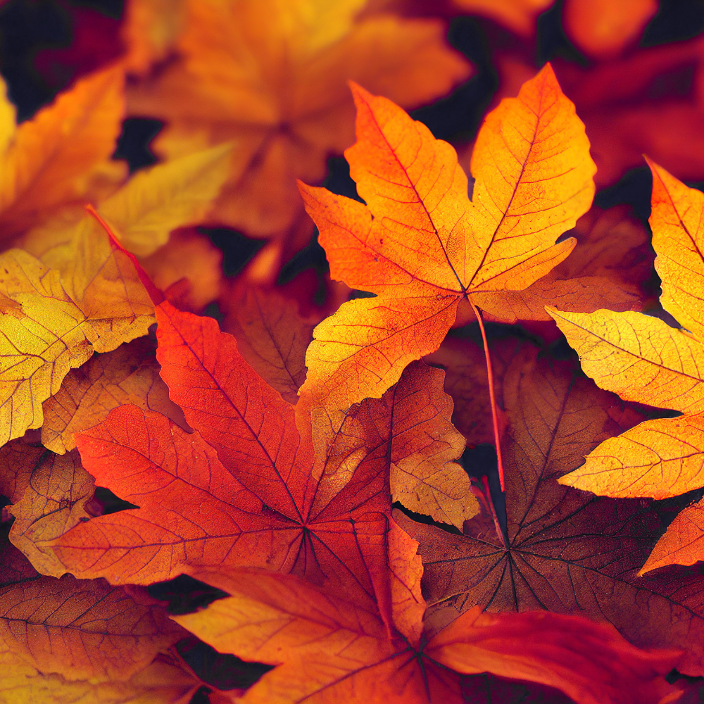 Ahorn oder Hainbuche - warm oder kalt? – Kamm Manufaktur Groetsch Ahorn oder Hainbuche - warm oder kalt? – Kamm Manufaktur Groetsch